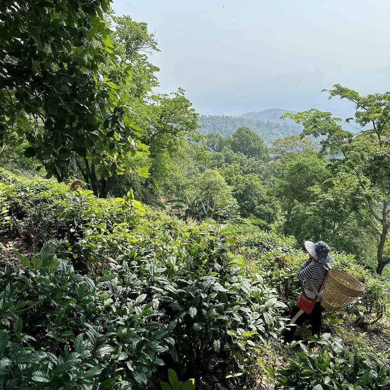 Southeast Asia Flight of Tea Bundle hover image