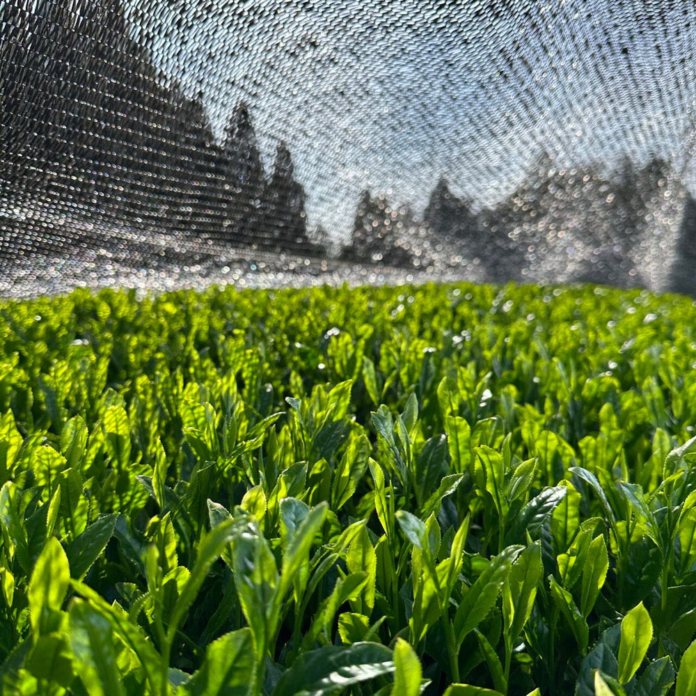 Sencha