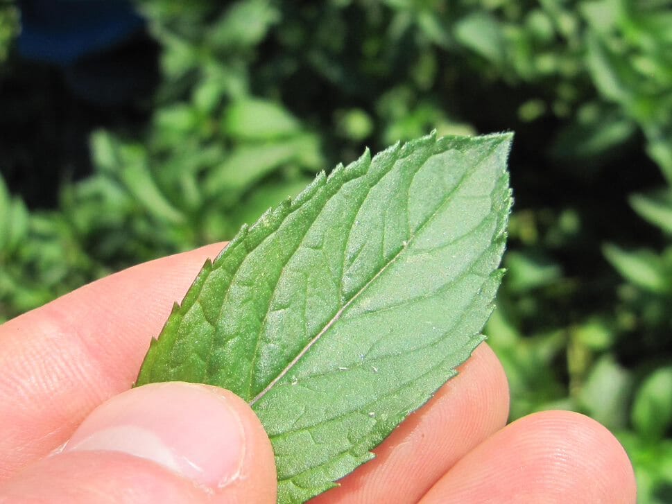 Peppermint