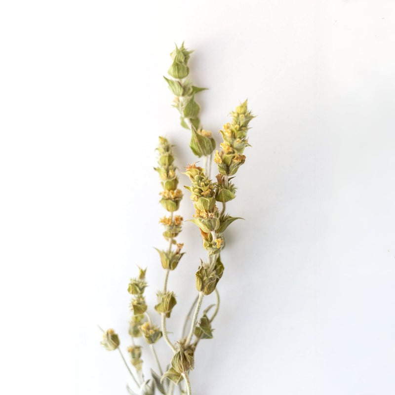 Greek Mountain Tea Raeseri LOOSE LEAF Rishi Tea & Botanicals 